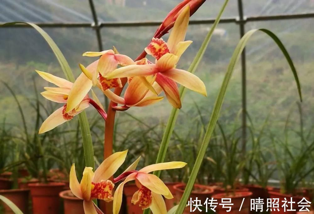 兰花|兰花可以用复合肥吗？季节、方法、种类，这3者缺一不可