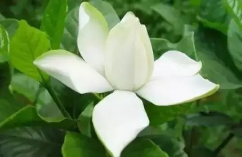 瑞香花|全国56市市花,太美了