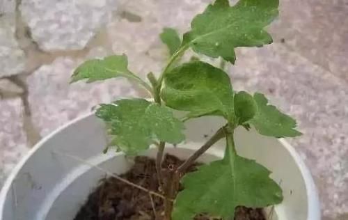  呼呼|发财树、栀子、茉莉、月季，冬季剪剪，春天才能呼呼冒花芽