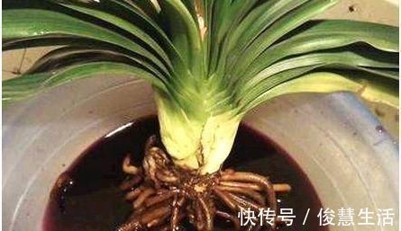 花盆|君子兰,两种“零食”喂下去,叶肥花多,爆满盆