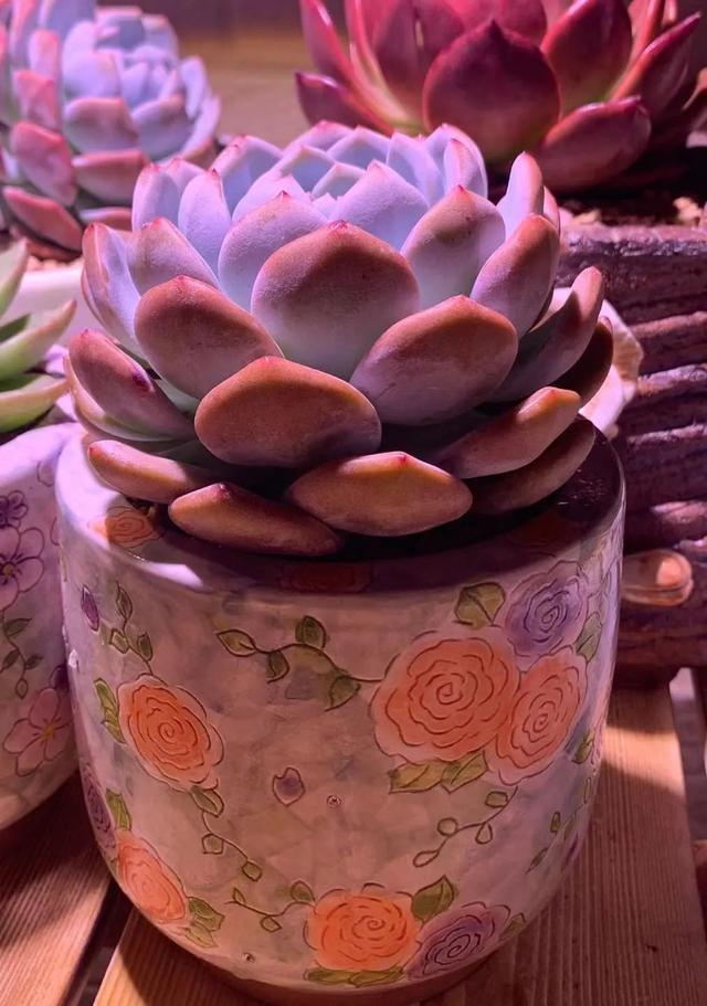 所爱隔山海,山海皆可平!多肉不只露养好看,灯光下的多肉也精彩