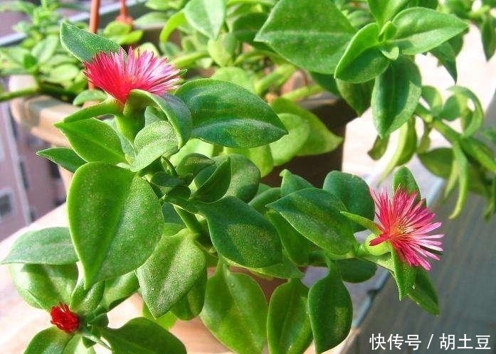 这花名字里面带有牡丹 花开艳丽 家庭怎么养殖呢 粉紫色