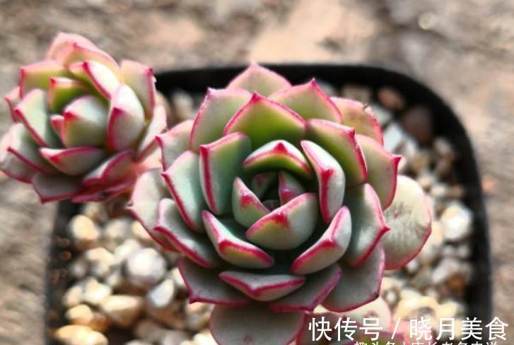 多肉戴伦和艾伦,虽名称相近,但一个养护至今,另一个则早已淘汰