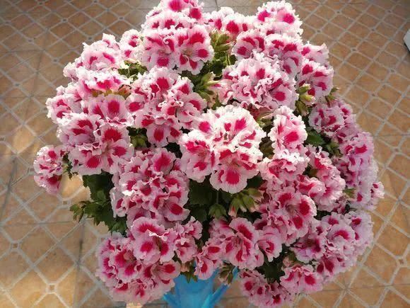 日照|“识货人”都养4种花,打理简单,花期长,开花超漂亮