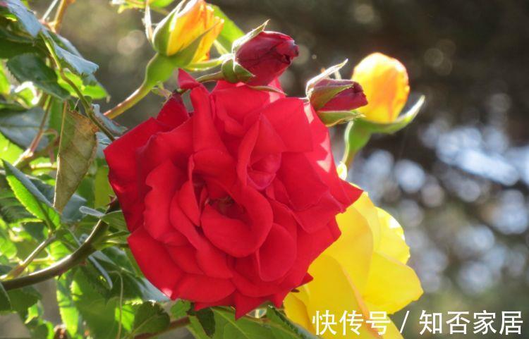 花友|农历7月5号起,最适合养这些花,花开香气扑鼻,庭院变花海