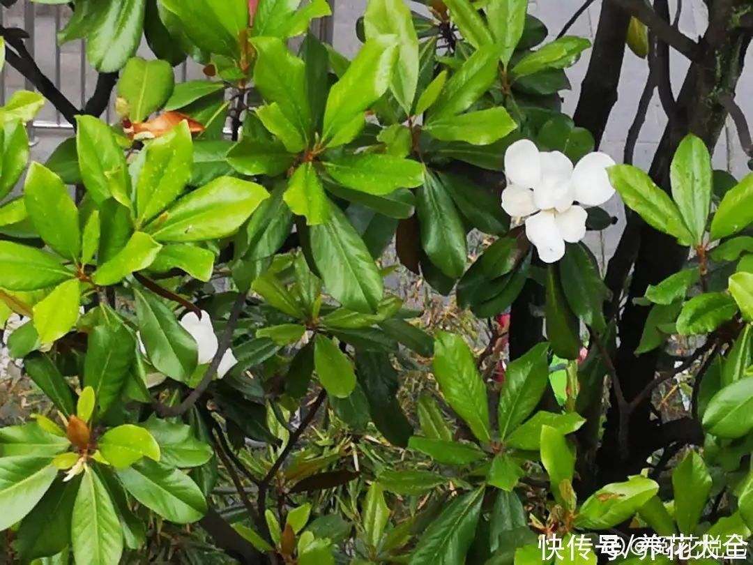 16种特长寿的植物,养十年以上,那都算年轻