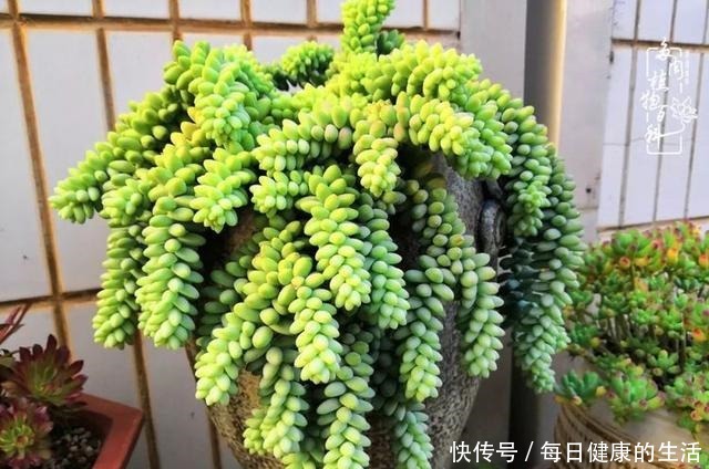 如何让多肉变美看看我是如何宠它们的！如何让多肉变美看看我是如何宠它们的！