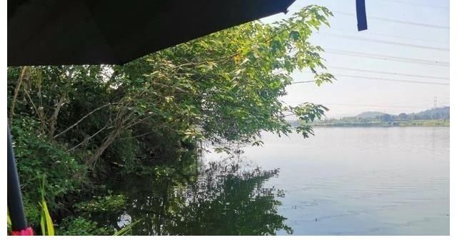 秋季钓鲫鱼的几个要点，光靠饵料没用，得把握天时地利！