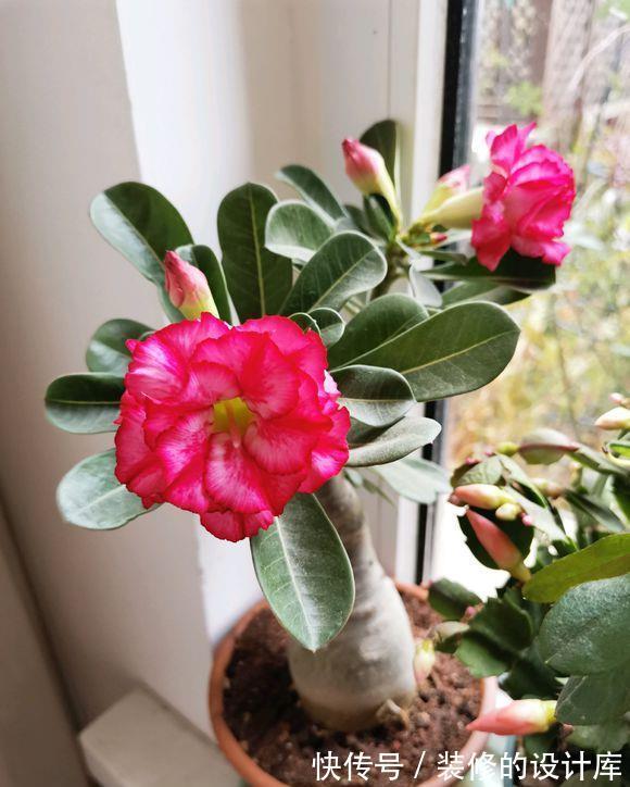 叶片|4种漂亮花,适合“穷养”,用小盆多晒晒,长得更好看