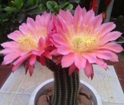 “1种花”开花特漂亮,却从来不长叶子,漂亮又好养,一养就上瘾