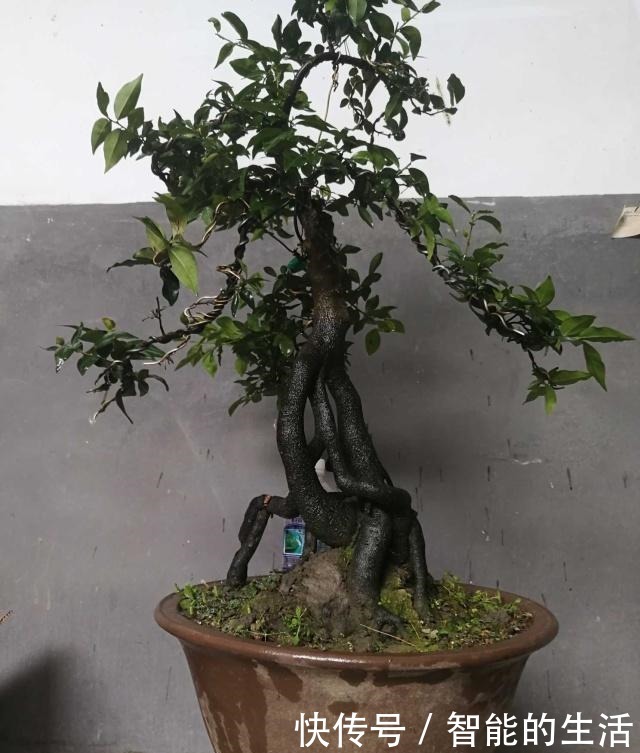 令人惊艳的国内花艺师盆景作品,平时很难见到,值得收藏与分享!