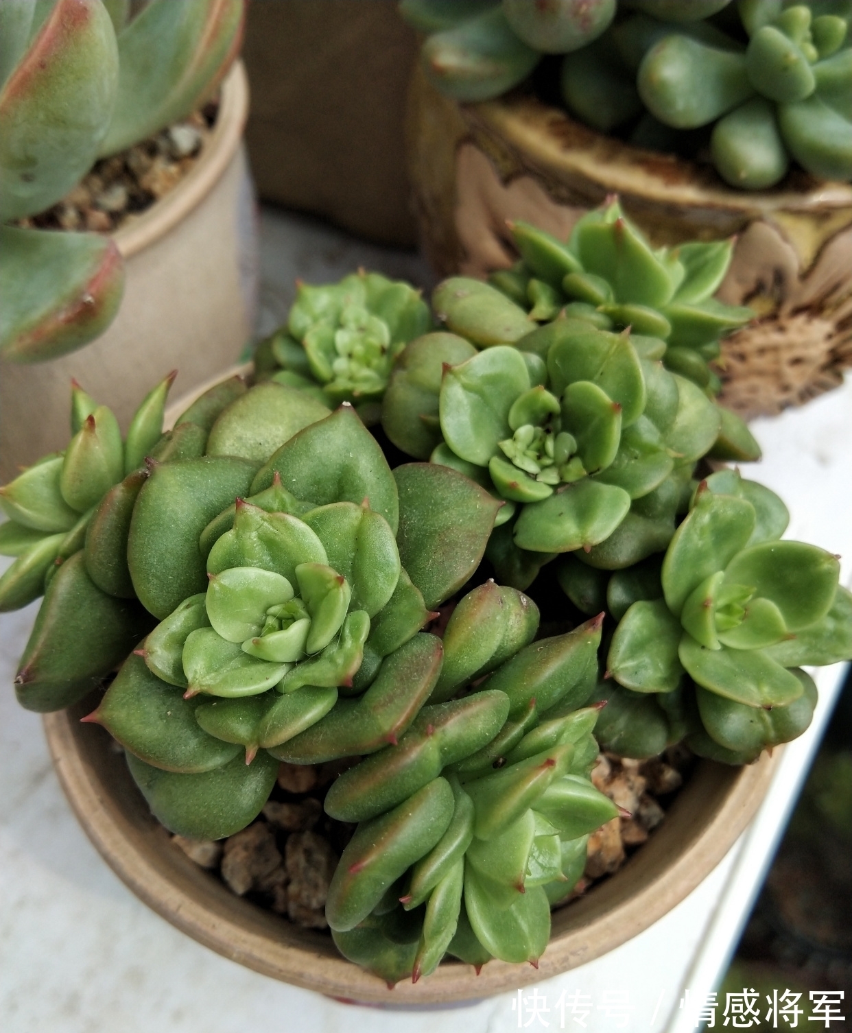 叶片|多肉红宝石，秀妍，沙罗姬牡丹，蜡牡丹等如何快速出状态