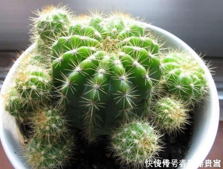 此款花卉,好养易爆盆,花叶俱美,养盆放阳台美极了