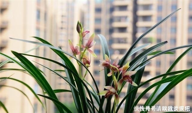 兰花|兰花焦尖，有3原因！这样养护，兰花叶片绿油油，呼呼长得旺！