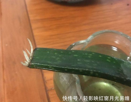 不小心将“芦荟”叶子掰断了,把它放在水里,结果这样了……