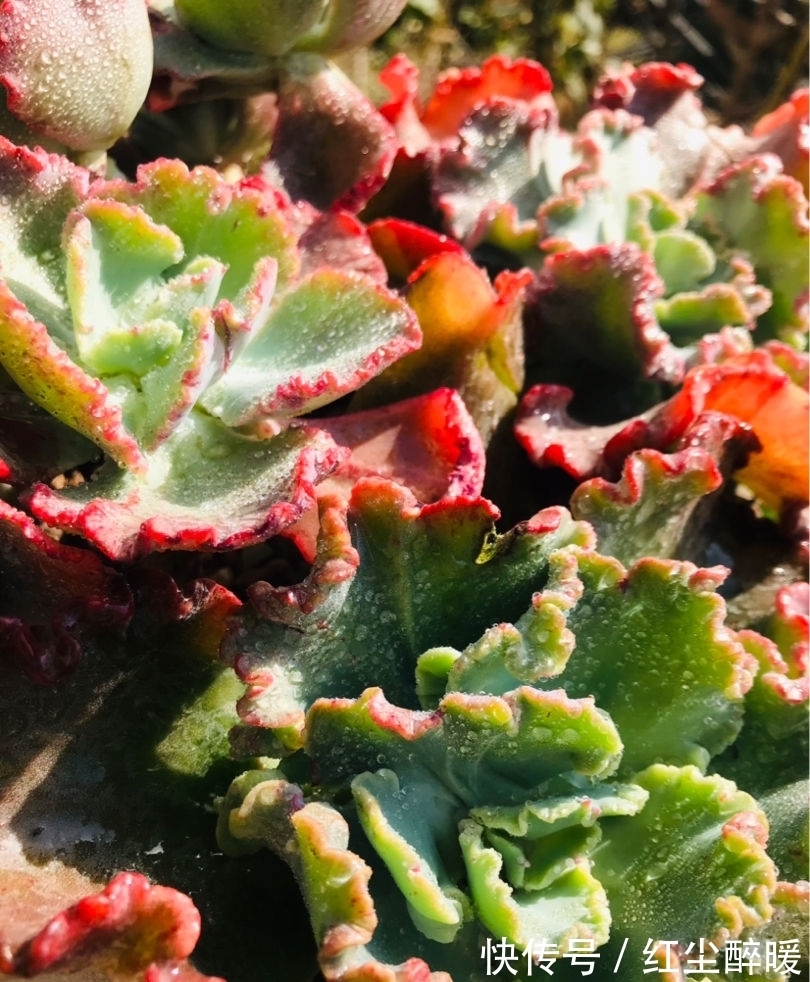 现在这个季节扦插多肉,只要温度合适,反而冬天长更快