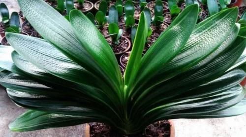 君子兰|君子兰夹箭不开花,别慌,学会这些轻松搞定