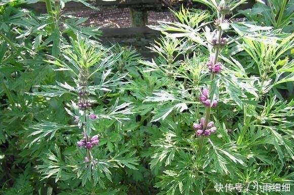 野草|提个醒:在路边遇到这种野草,一定要摘回家,现在了解还不迟