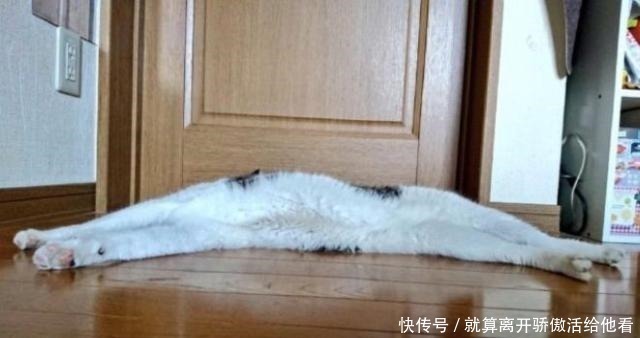 艺术家|艺术家创造有趣的动物雕塑,你觉得哪个最搞笑