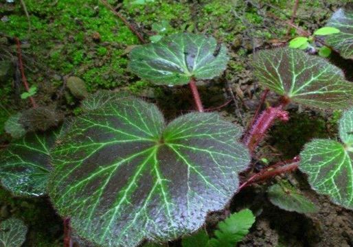 湿疹|山林里的“虎耳草”，过去少有人注意到，其实是对付湿疹的良药