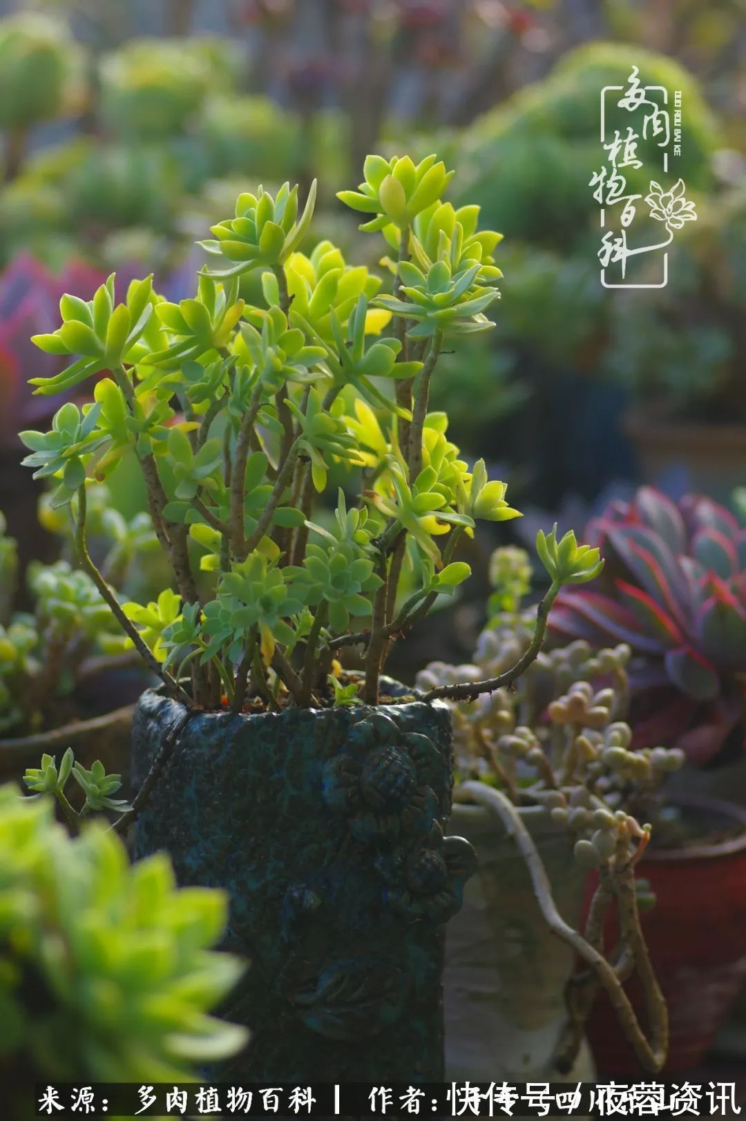 夏天|夏天日晒雨淋,秋老虎来势汹汹,你的多肉准备好逆袭了吗