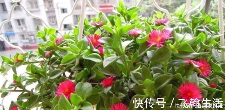 牡丹吊兰|谁见了都喜欢的4种花，好养又漂亮，美不胜收，你养了吗