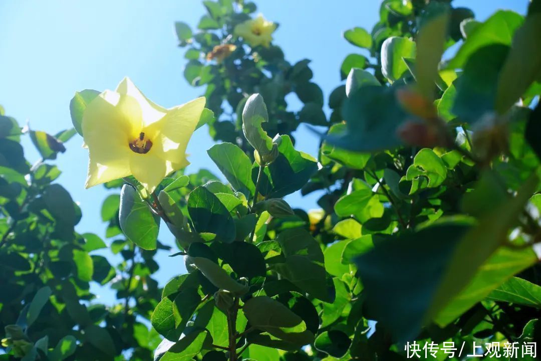 东方体育中心站|东岸滨江海滨木槿已然盛开，来邂逅这位夏季的精灵