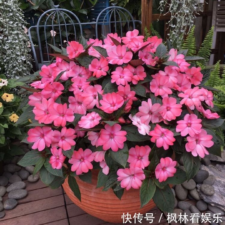 桑蓓斯|喜欢养菊,就试试“精品菊花”秋英,花开巧克力香味,华贵典雅!