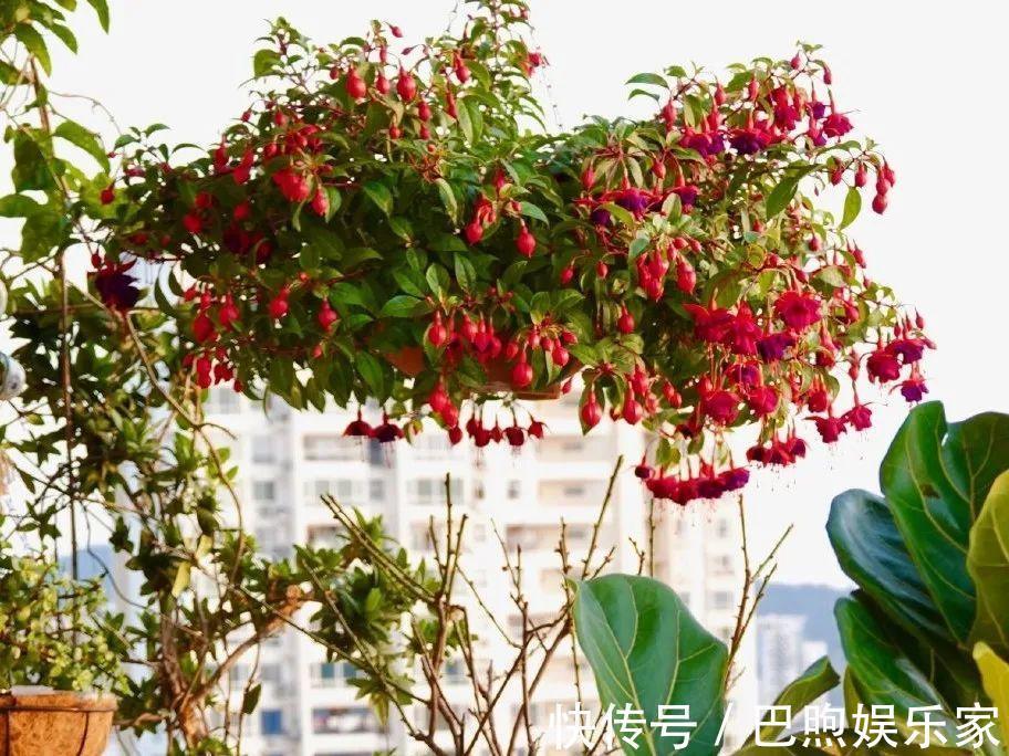 枝条|家里有这6种花,赶紧挂起来,长的快、开花一年比一年多!