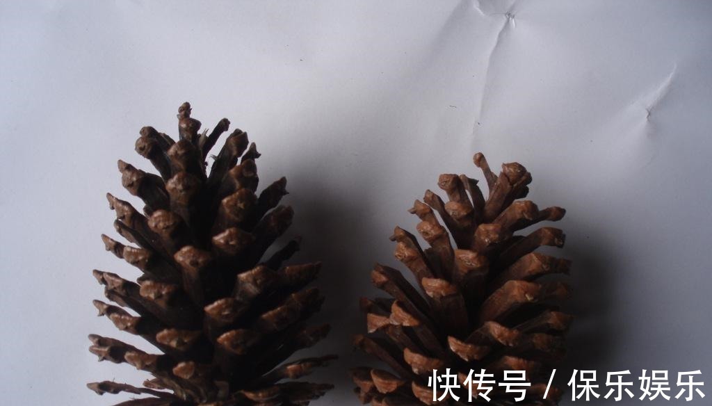 花肥|松树有2宝,松果壳、松针,带回家养花,效果比花肥强