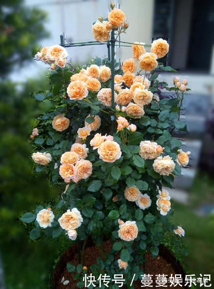 春天家里养此款花,花期长花量大,一盆千百朵,枝头花苞满