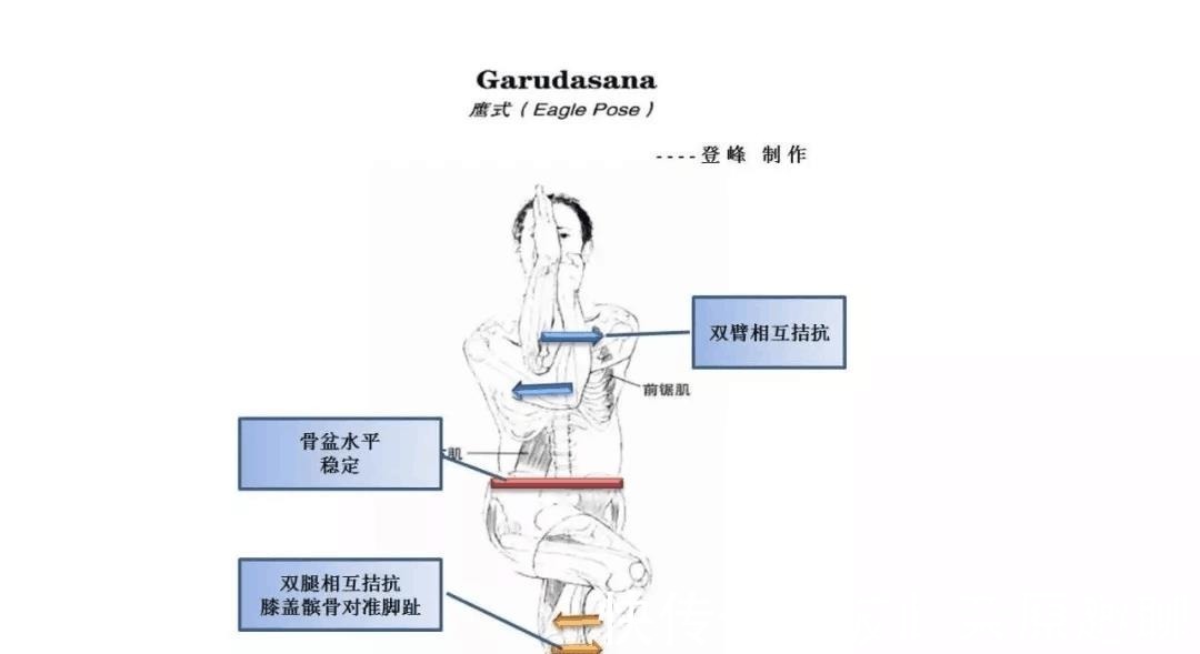 关节|瑜伽人须知的6个解剖学术语,附12个站立体式解剖图!