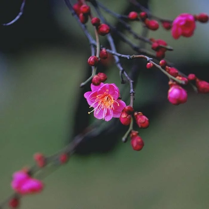 速看（梅花香自苦寒来）梅花香自苦寒来,宝剑锋从磨砺出 第1张