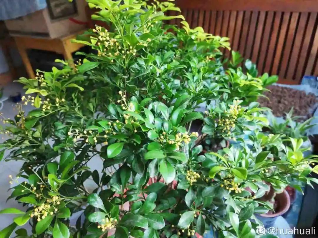 竹芋|11月,千万别买这种花,养不活惹一肚子气