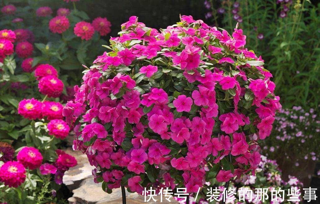 光辉岁月|5种“漂亮花”,40度高温依然爆花球,开花200天,越热花越多
