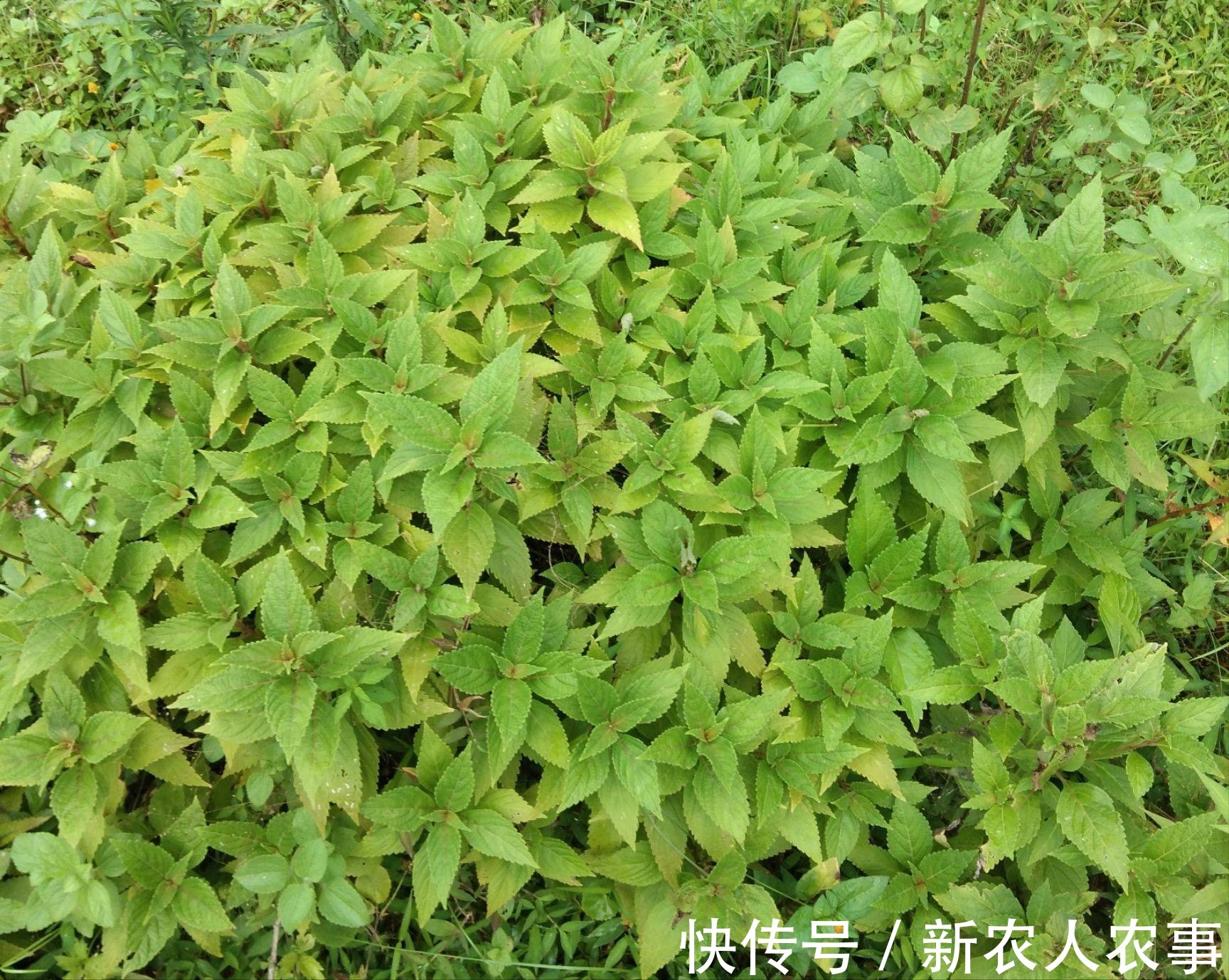 野草|农村里常见的一种野草，有人讨厌有人喜欢，原来用途那么多