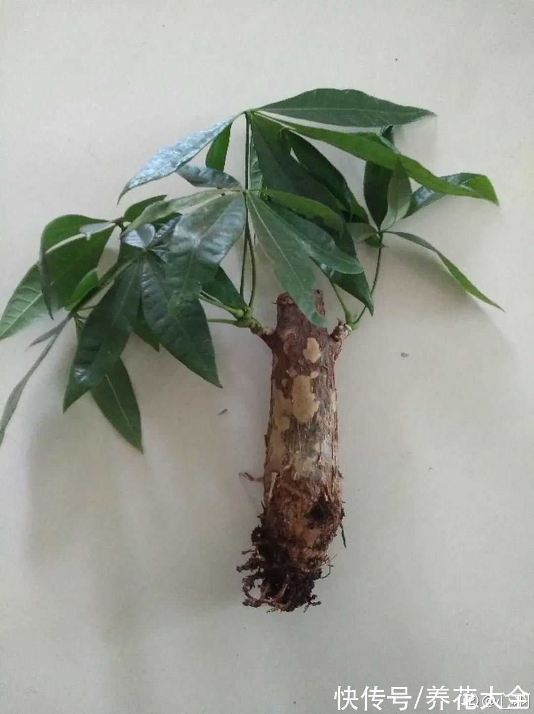 养花大棚倒闭,“贵货花”路边扔了一地,后悔没带个大麻袋