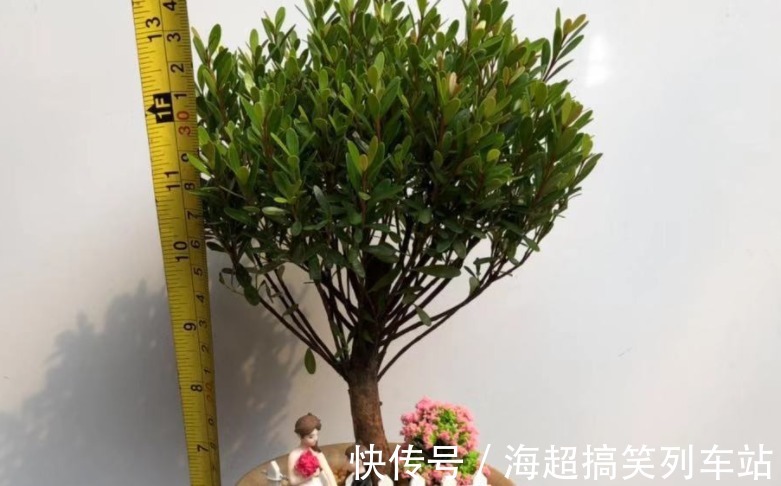 制成盆景的瓜子黄杨,搁家里能显主人品味、身份,该怎么养护?