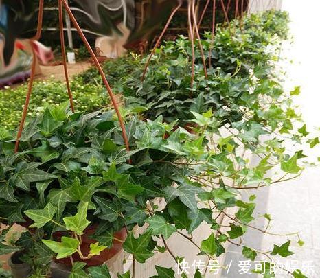 家里采光差，养上3种耐阴花，大气，上档次，皮实又好养