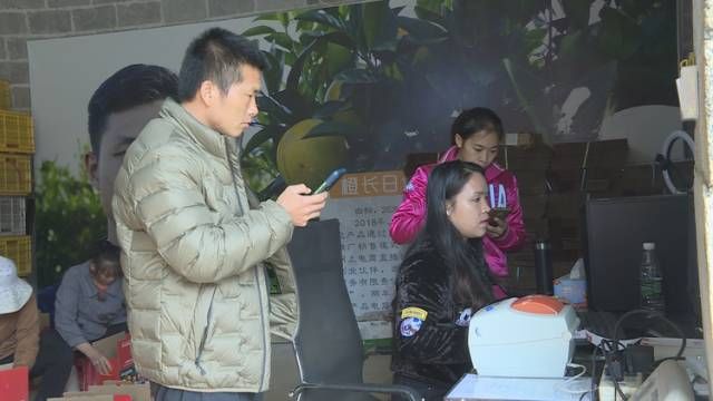 朝阳村|看富川脐橙“排排队”，治愈！