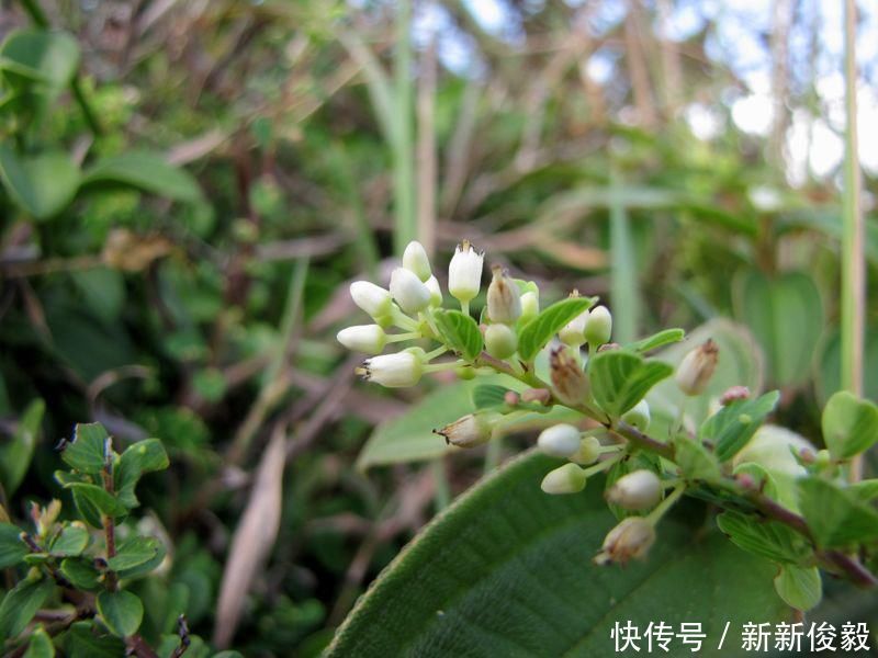 这树价值珍贵,树根更是稀罕物,内含“黄金”,但看见请好好保护