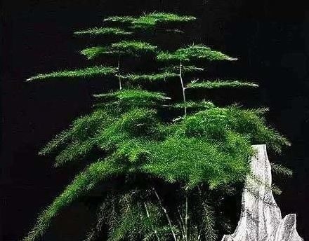 想要文竹长的旺,最好施什么肥?知道一点施肥再也不犯难!