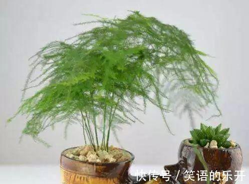 冬季花卉黄叶原因大盘点，看看你的花花中招了没
