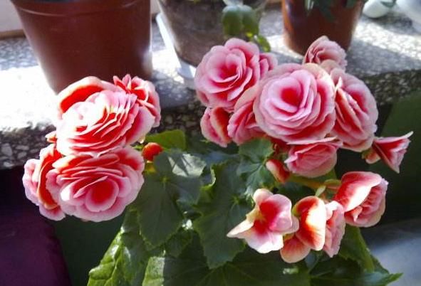 “3种花”哪怕最美，大家也不要随便养，高手都很难养好它们