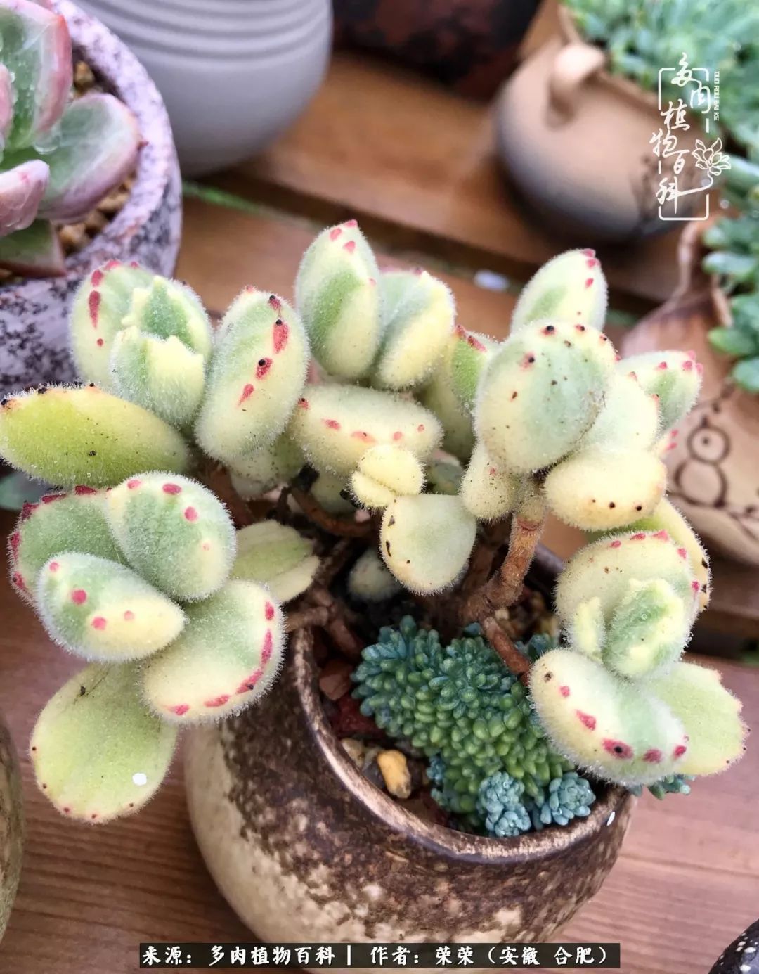 初秋时节,度夏后的多肉陆续回归!偷偷上了一层淡妆!