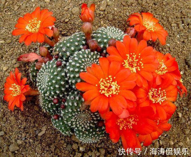 阳台上|60岁的他,退休只养仙人球,10个品种,开花比月季还漂亮