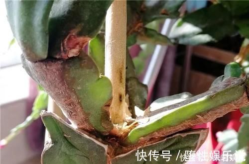 蟹爪兰|养这三种花,盆越小,开的花越多,放大盆还容易死