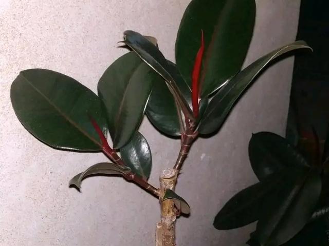 叶子|嫌花长的丑,趁现在砍头,满盆都是新叶子!