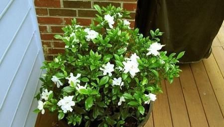 老花农用一斤苹果皮养栀子花,花开洁白,一盆能开20朵