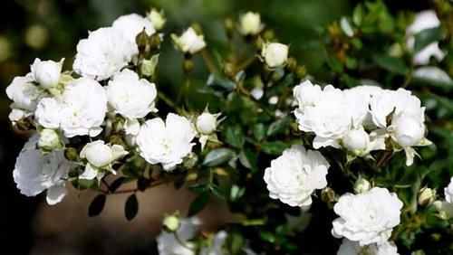 分享可以在阳台栽培的十一种藤本月季，随便一种都能让你满意